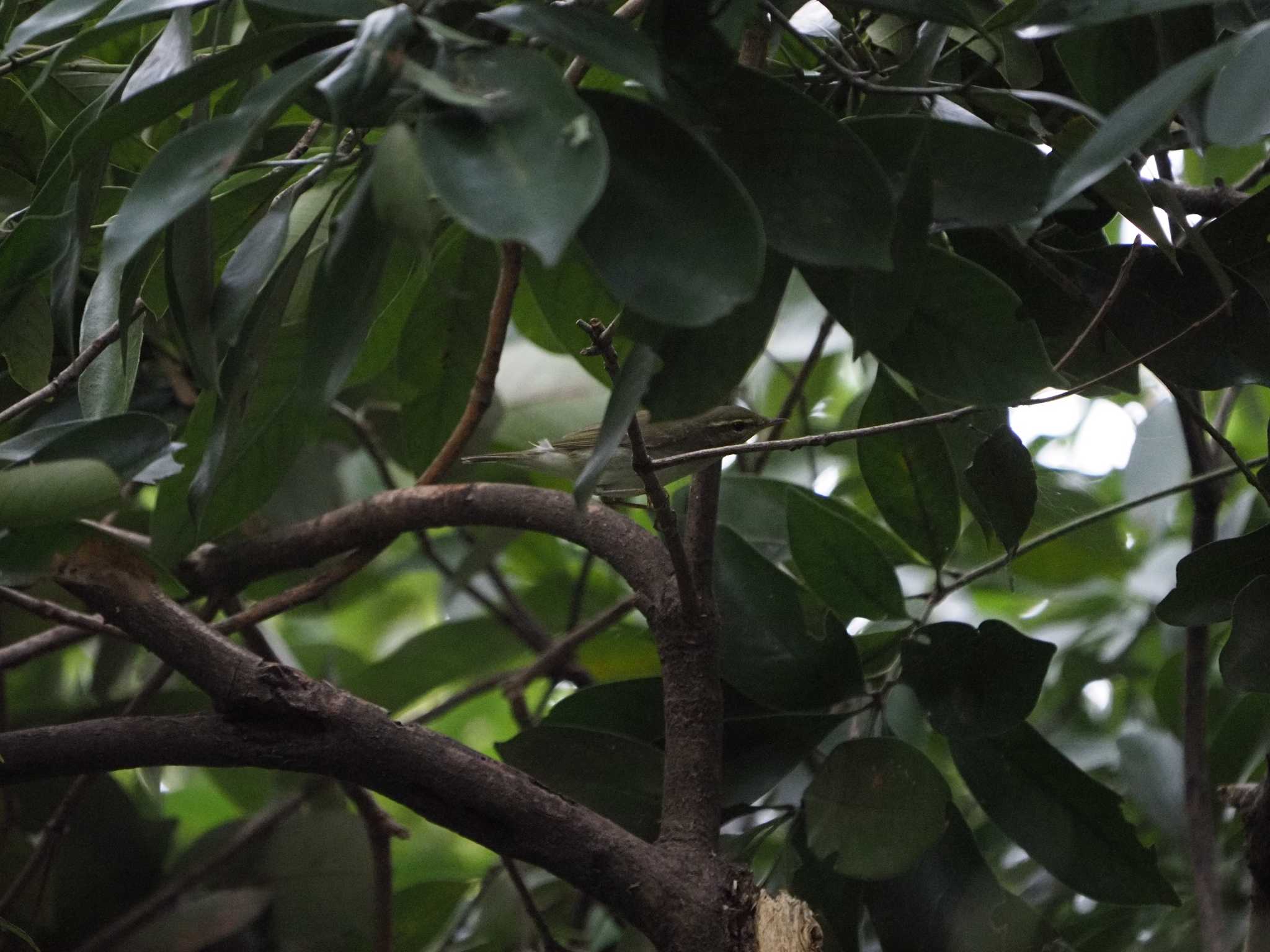 東京港野鳥公園 メボソムシクイの写真 by ふなきち