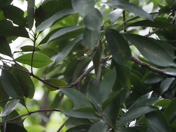 メボソムシクイ 東京港野鳥公園 2019年9月14日(土)