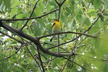 Fri, 9/13/2019 Birding report at Osaka castle park