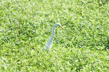 2019年9月14日(土) 昆陽池の野鳥観察記録