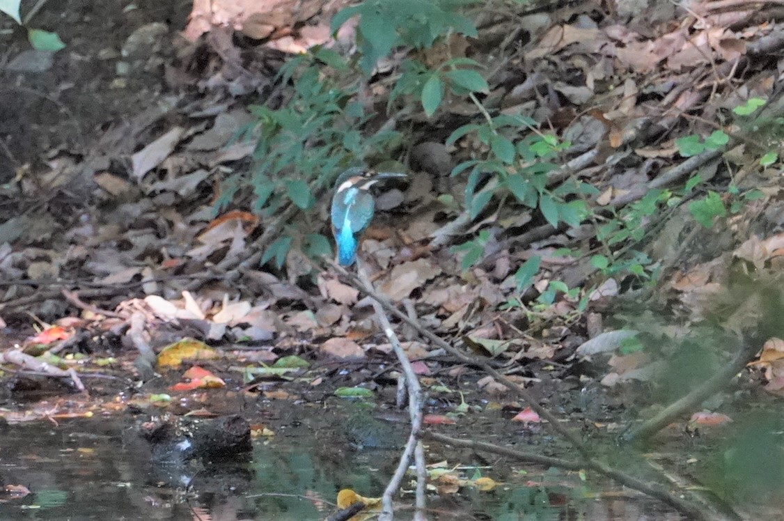 カワセミ