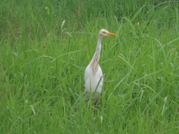 アマサギ 大阪南港野鳥園 2019年8月31日(土)