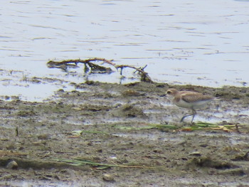 Greater Sand Plover Osaka Nanko Bird Sanctuary Sat, 8/31/2019