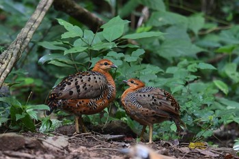 Ferruginous Partridge Kaeng Krachan National Park Sun, 6/2/2019