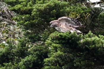 クマタカ 場所が不明 2019年9月14日(土)