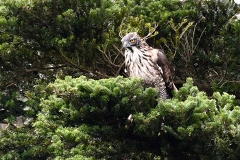 クマタカ 場所が不明 2019年9月14日(土)