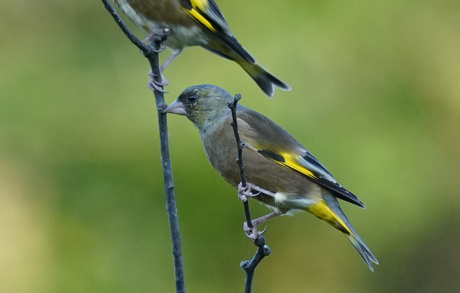 600mm x1.5（クロップ）900ｍｍで撮影！ by Orion-HAS