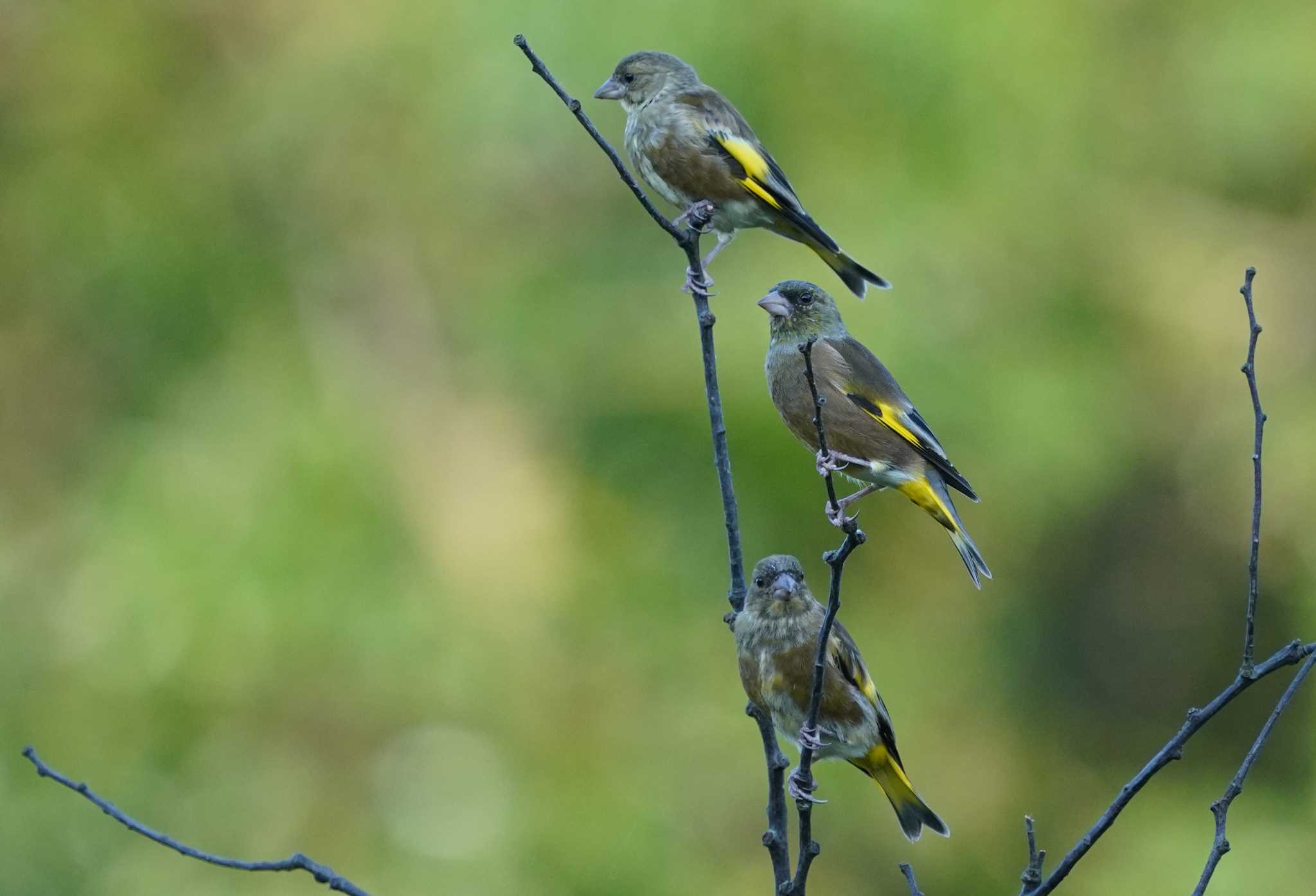 ３兄弟？ 600mm x1.5（クロップ）900ｍｍで撮影 by Orion-HAS