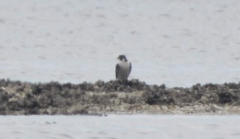 ハヤブサ ふなばし三番瀬海浜公園 2019年9月14日(土)