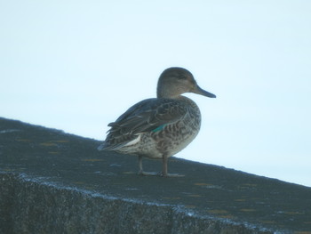 Eurasian Teal 多摩川二ヶ領宿河原堰 Sun, 9/15/2019