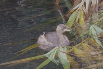 Little Grebe 大栗川(多摩川合流地点) Sun, 9/15/2019