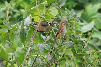 Bull-headed Shrike 大栗川(多摩川合流地点) Sun, 9/15/2019