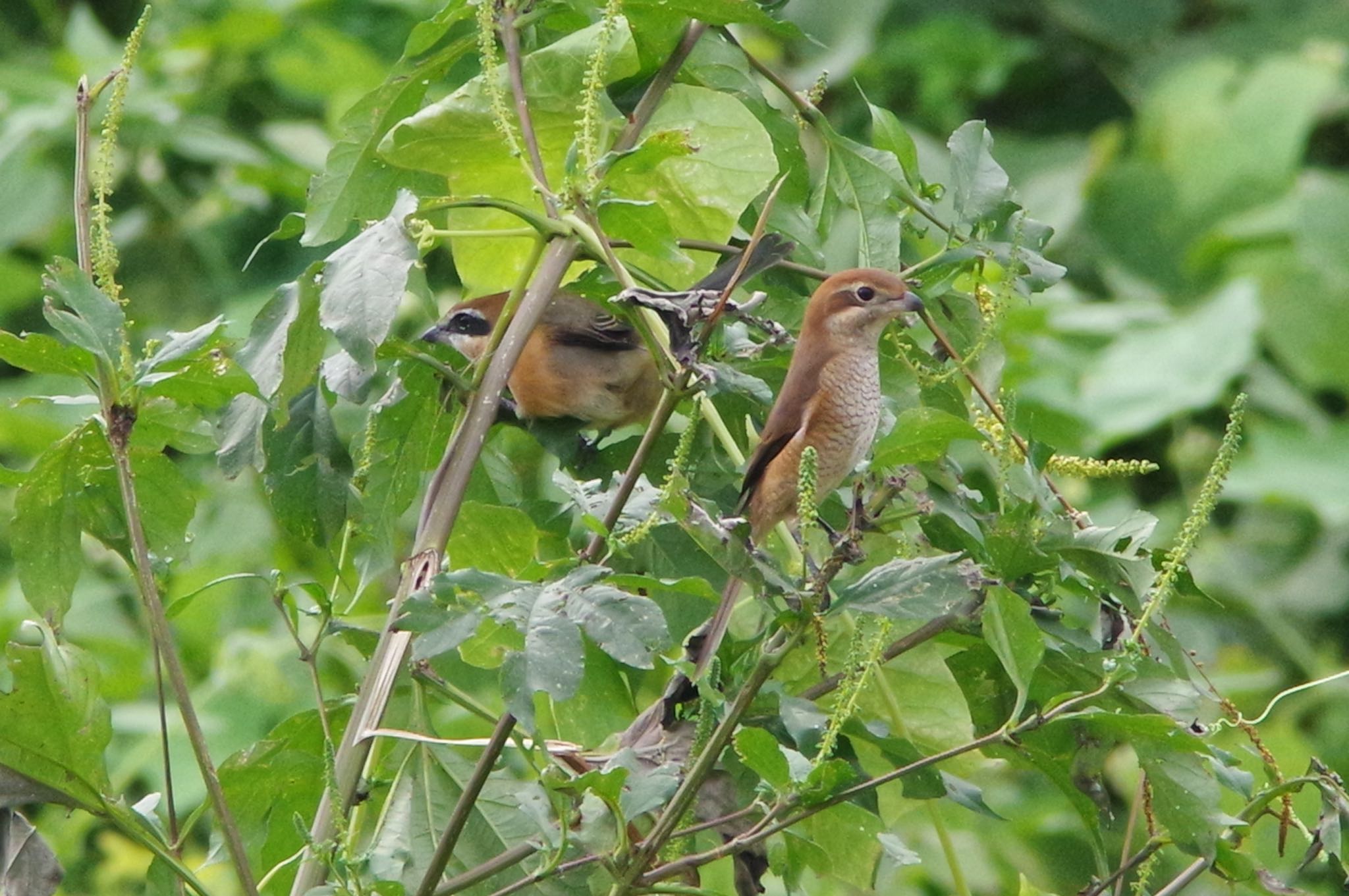 Photo of Bull-headed Shrike at 大栗川(多摩川合流地点) by SPR