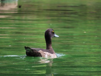 Tufted Duck Oikeshinsui Park Sun, 9/15/2019