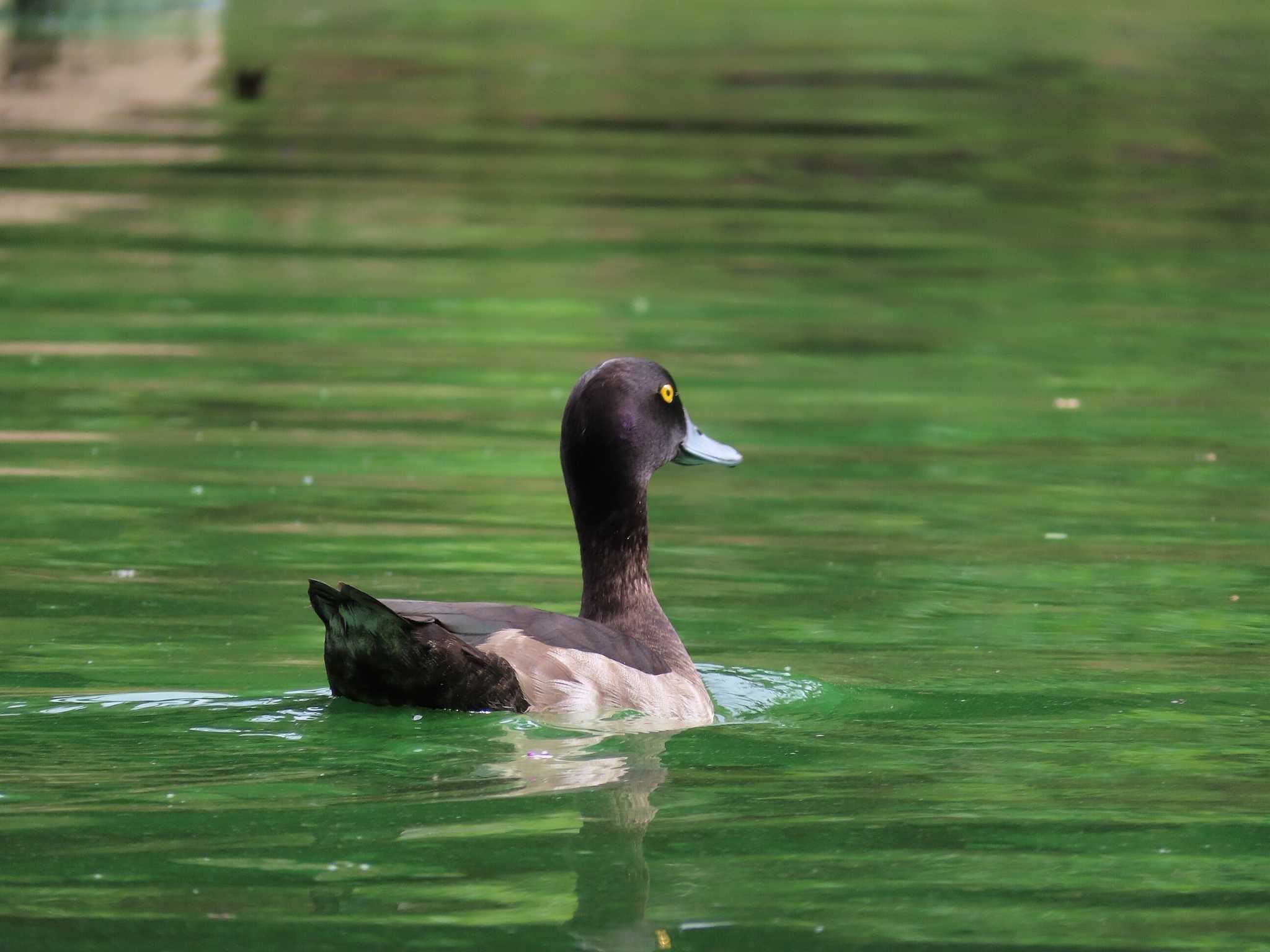 Tufted Duck