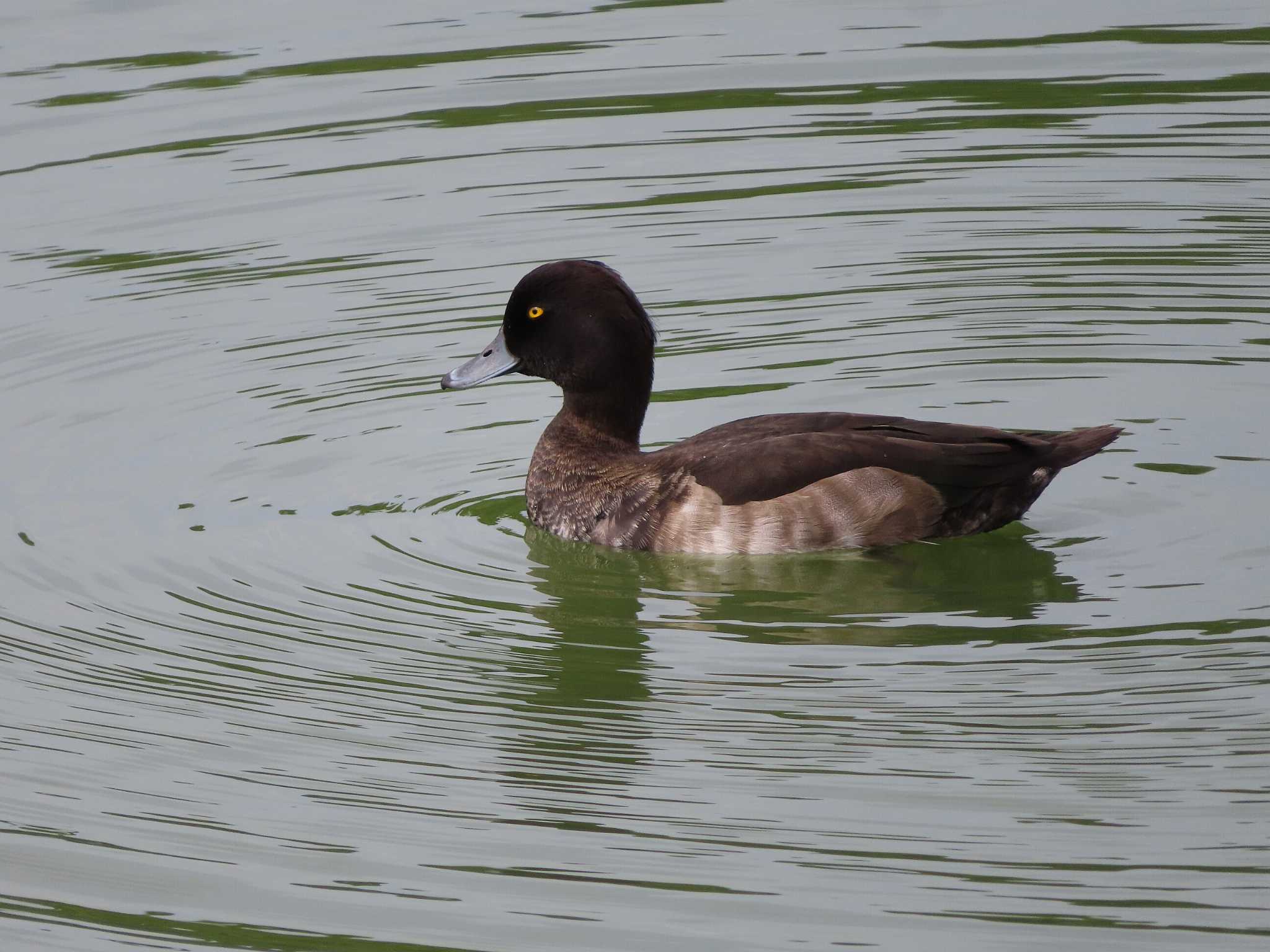 Tufted Duck