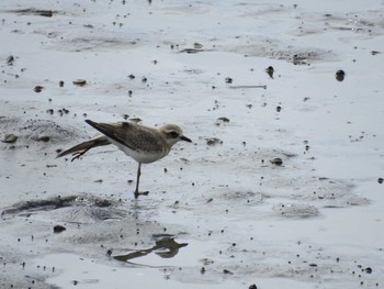 2019年9月15日(日) 谷津干潟の野鳥観察記録