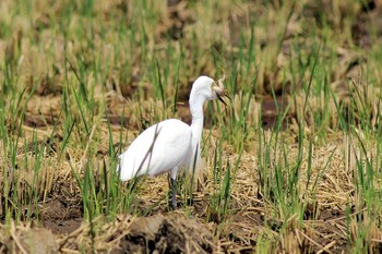 チュウサギ 南古谷 2019年9月15日(日)