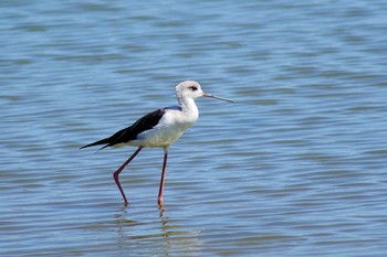 Black-winged Stilt Isanuma Sun, 9/15/2019