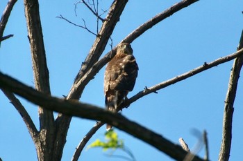 Grey-faced Buzzard 羽村堰(上流) Sun, 9/15/2019