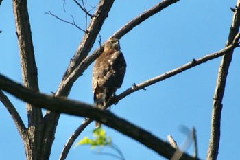 Grey-faced Buzzard 羽村堰(上流) Sun, 9/15/2019