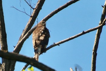 Grey-faced Buzzard 羽村堰(上流) Sun, 9/15/2019