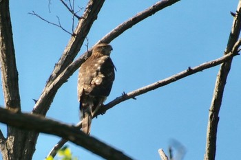 Grey-faced Buzzard 羽村堰(上流) Sun, 9/15/2019