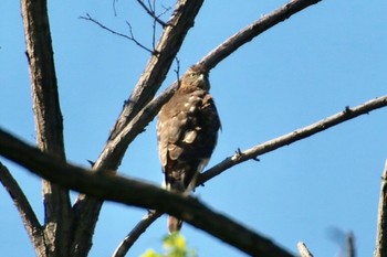 Grey-faced Buzzard 羽村堰(上流) Sun, 9/15/2019