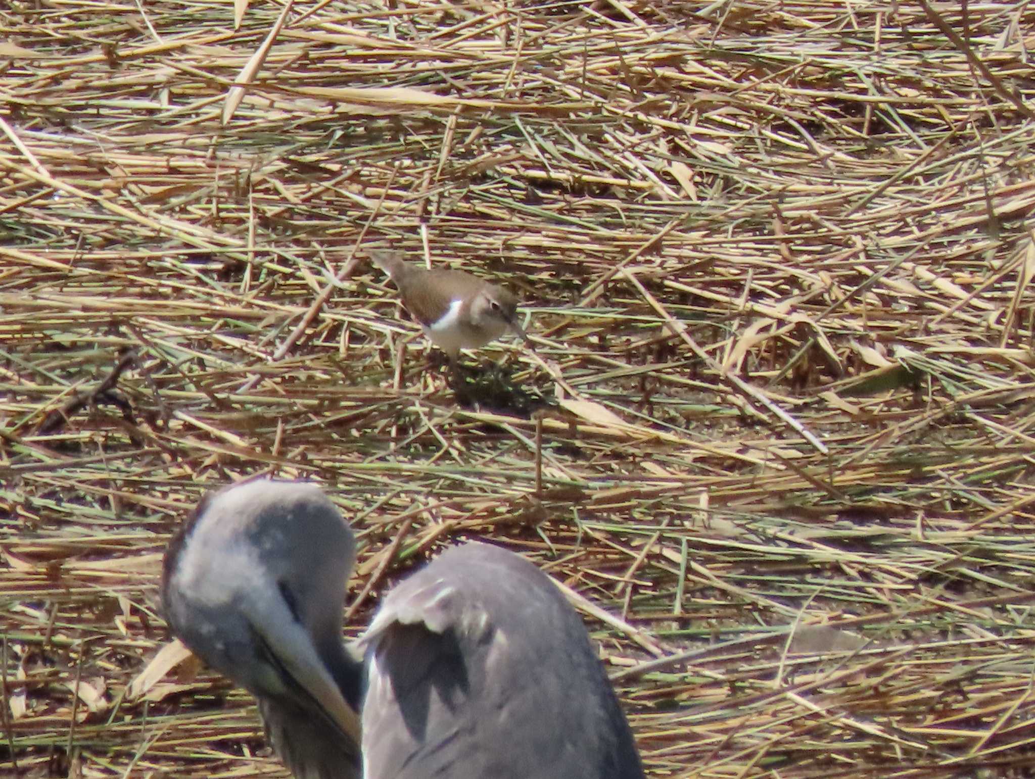 大阪南港野鳥園 イソシギの写真 by しのりー