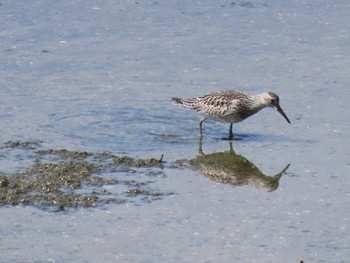 2019年9月15日(日) 大阪南港野鳥園の野鳥観察記録