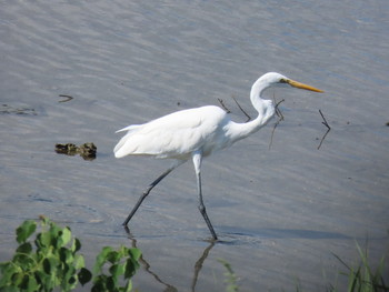 ダイサギ 大阪南港野鳥園 2019年9月15日(日)