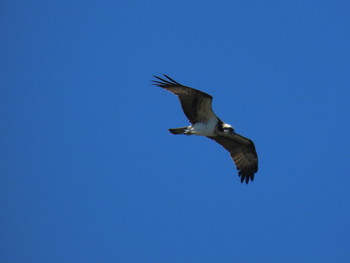 ミサゴ 大阪南港野鳥園 2019年9月15日(日)