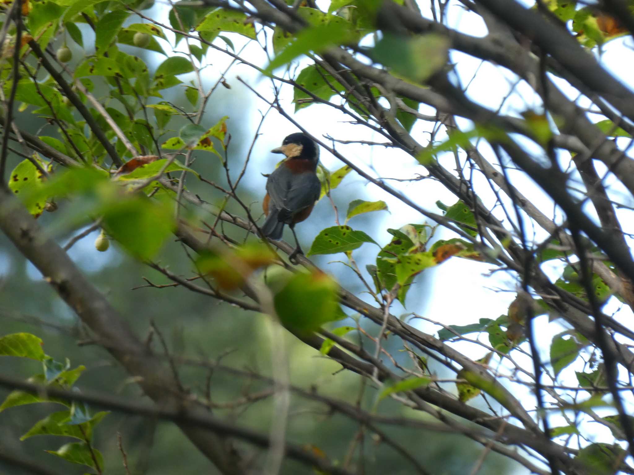 Varied Tit