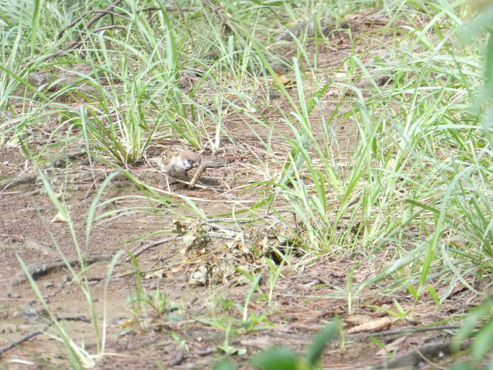 Eurasian Tree Sparrow