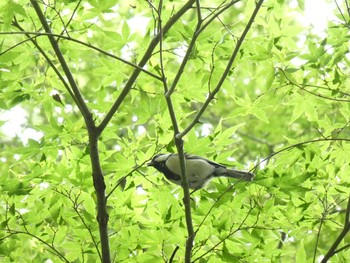 Sun, 9/15/2019 Birding report at Meiji Jingu(Meiji Shrine)