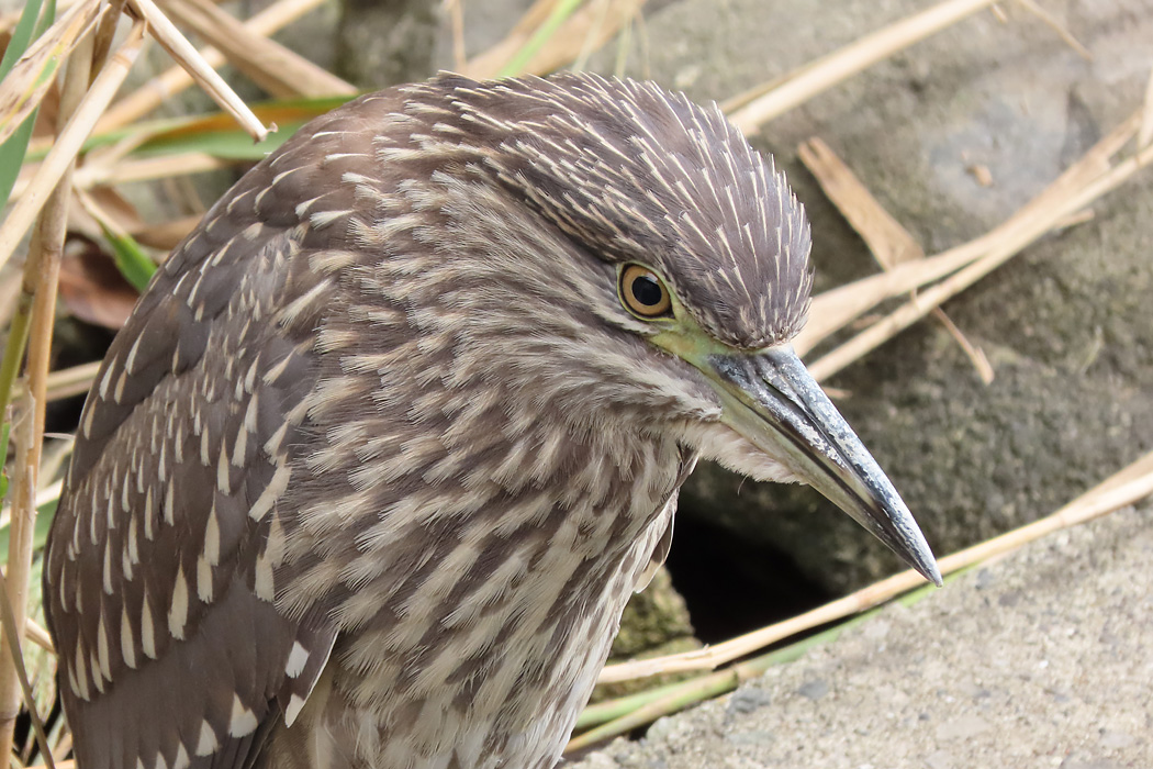 葛西臨海公園 ゴイサギの写真 by ぴくるす