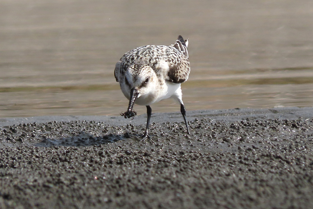 ふなばし三番瀬海浜公園 ミユビシギの写真 by ぴくるす