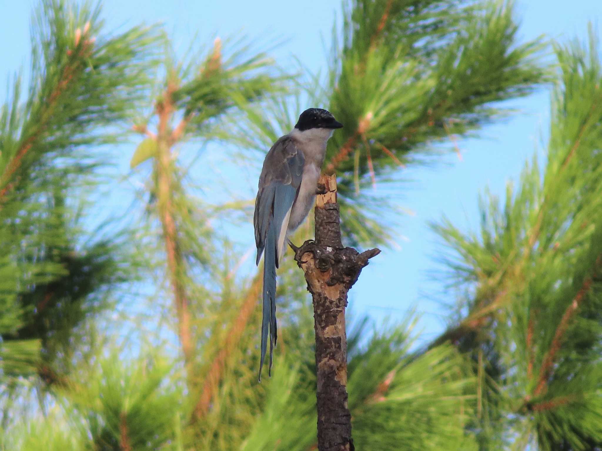 Photo of Azure-winged Magpie at Oikeshinsui Park by kou