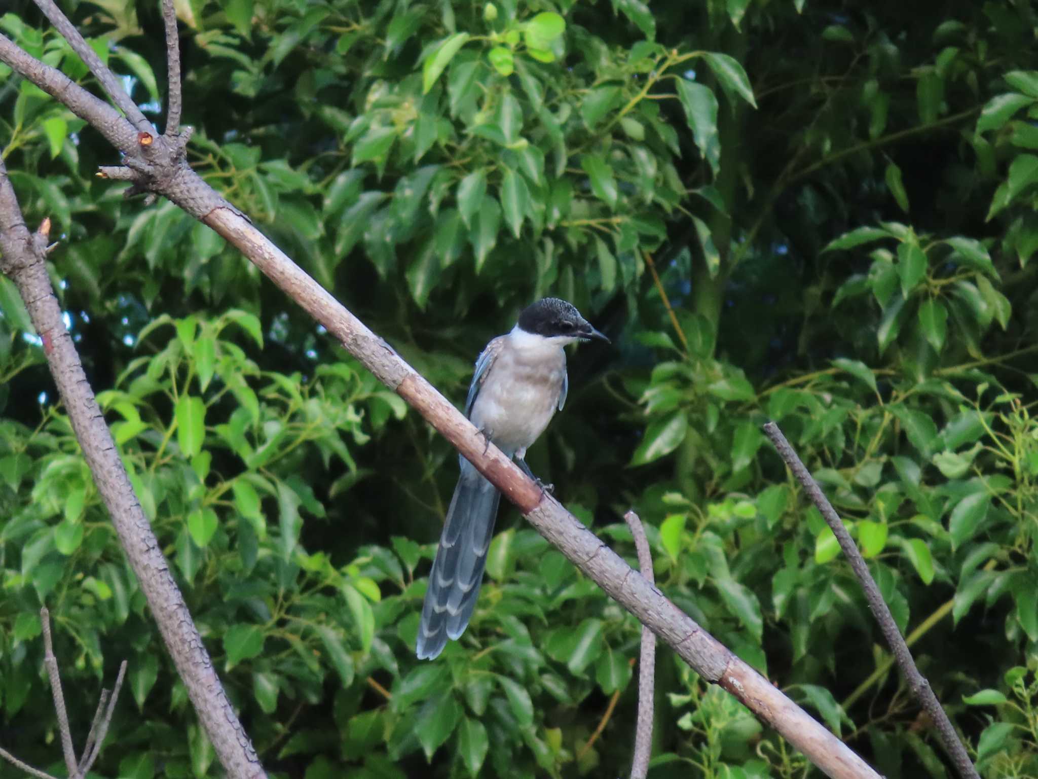 Photo of Azure-winged Magpie at Oikeshinsui Park by kou