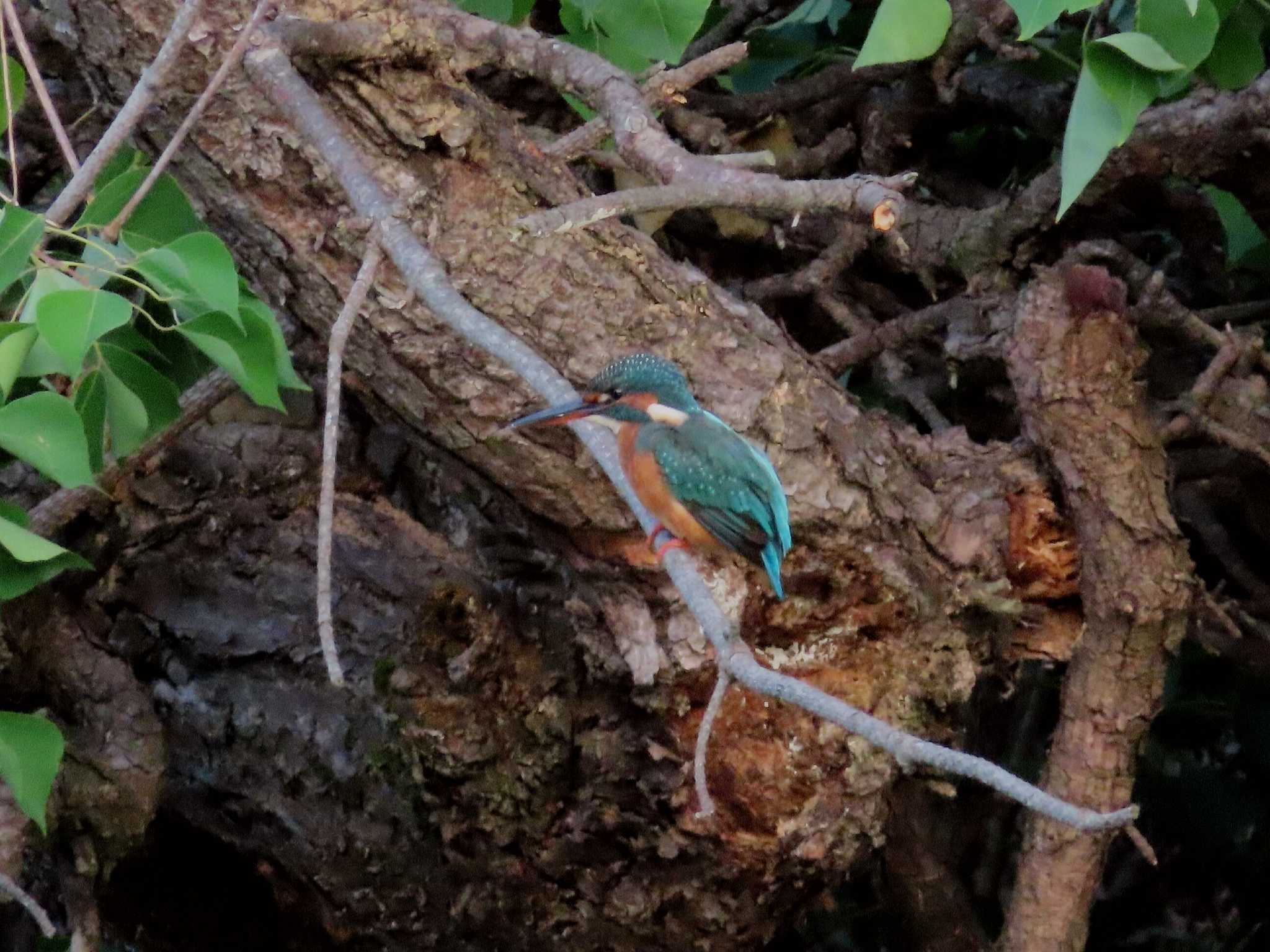 Photo of Common Kingfisher at Oikeshinsui Park by kou