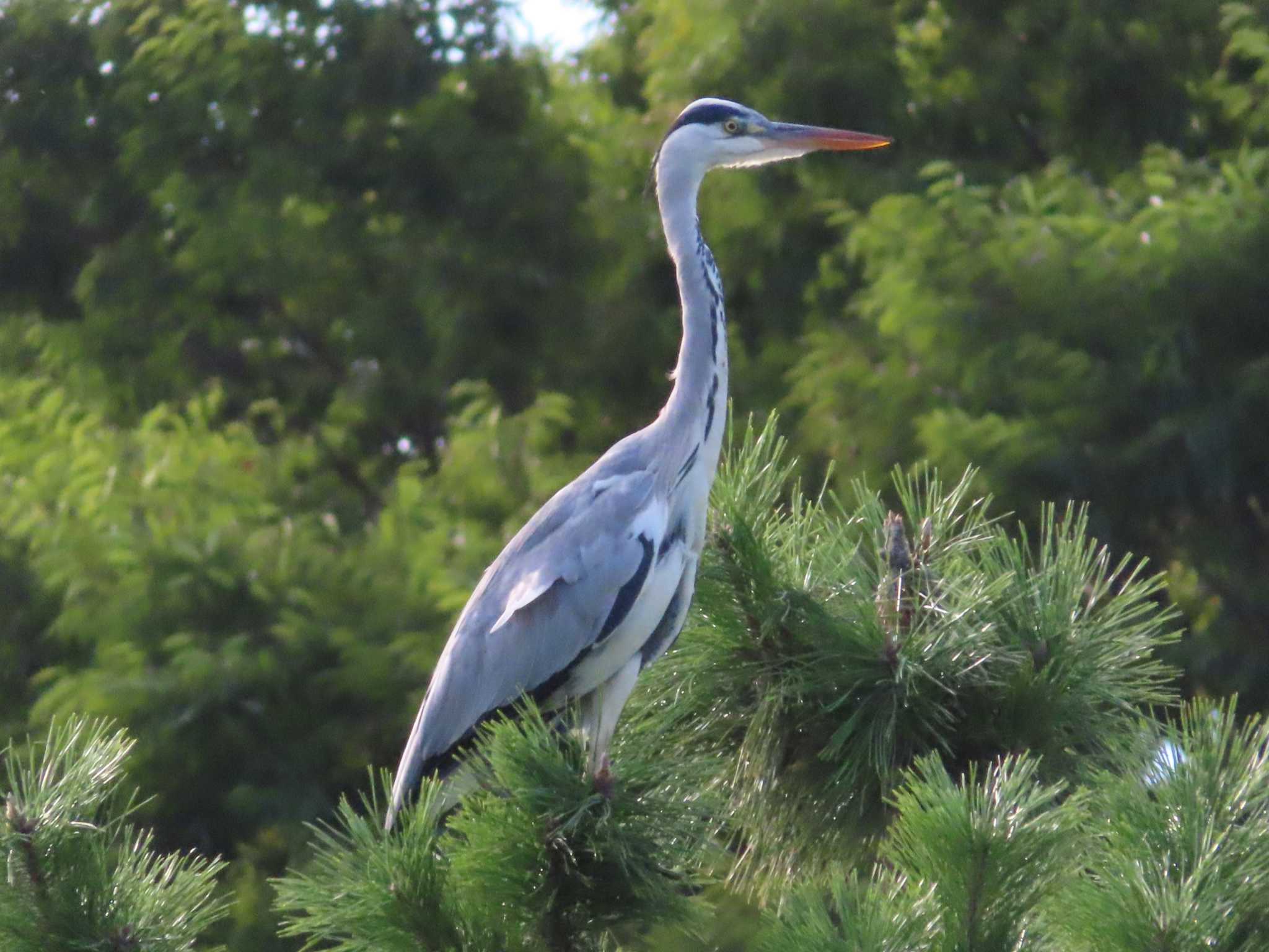 Grey Heron