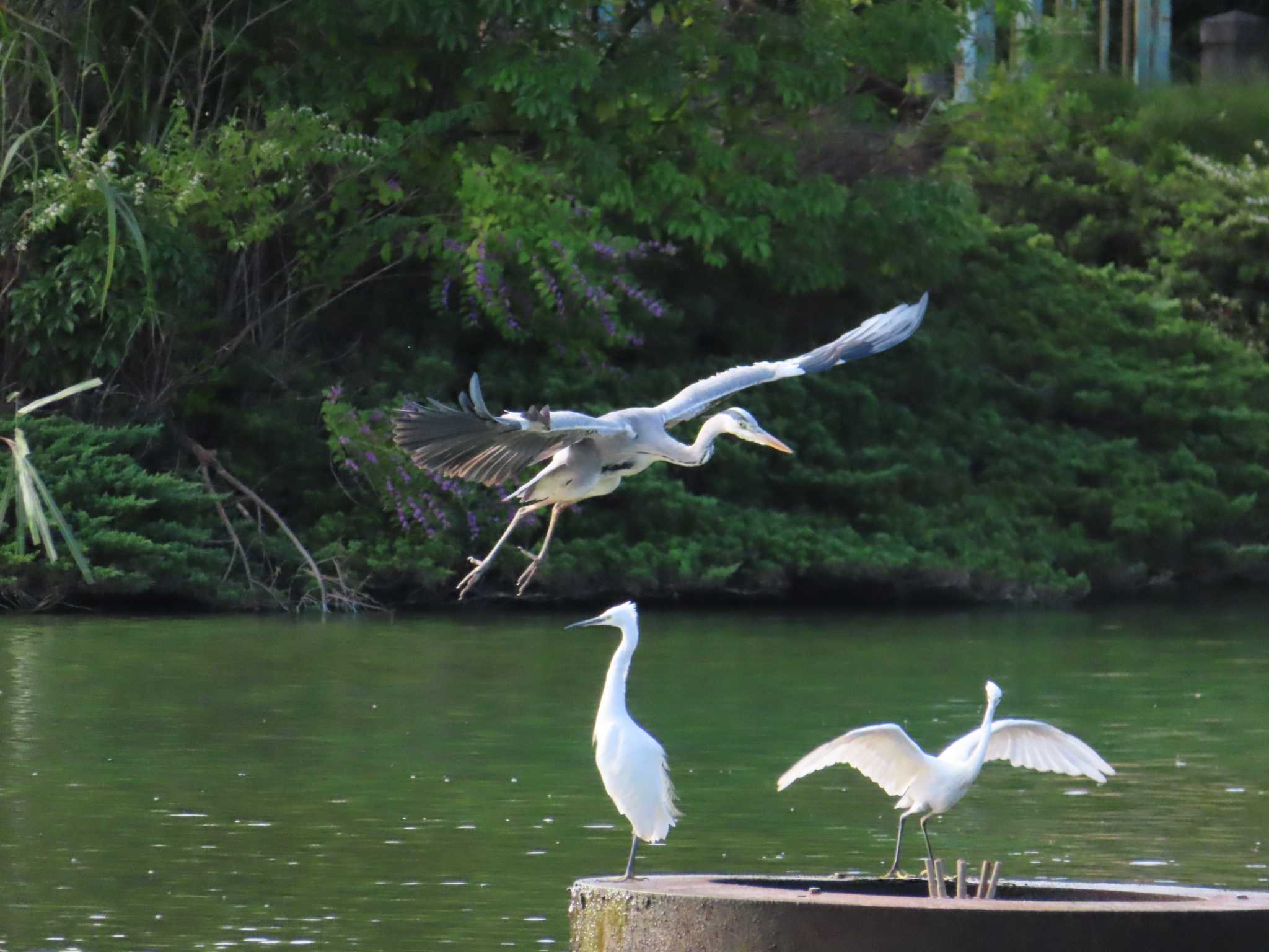 大池親水公園 アオサギの写真 by kou