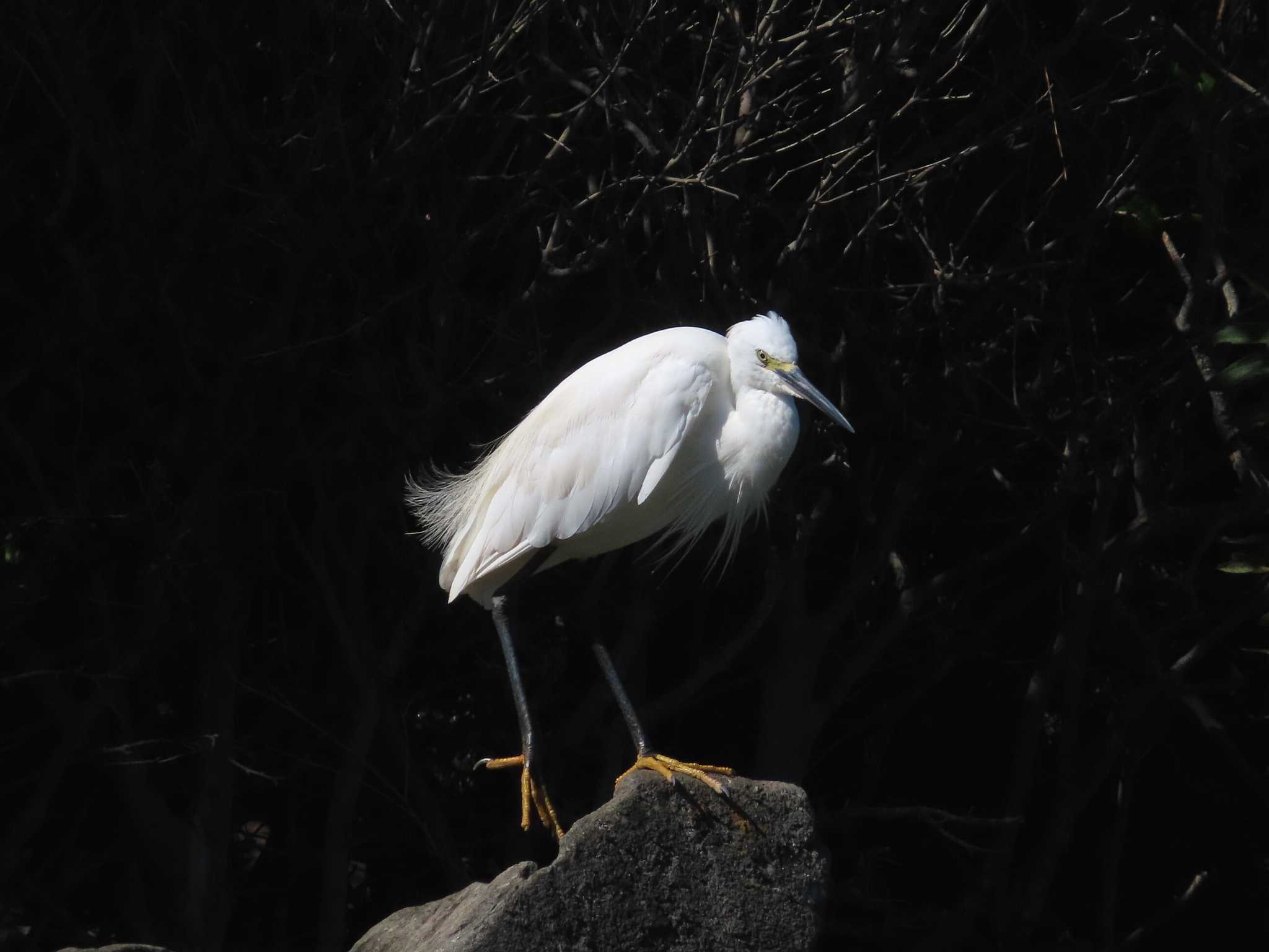 Photo of Little Egret at Oikeshinsui Park by kou