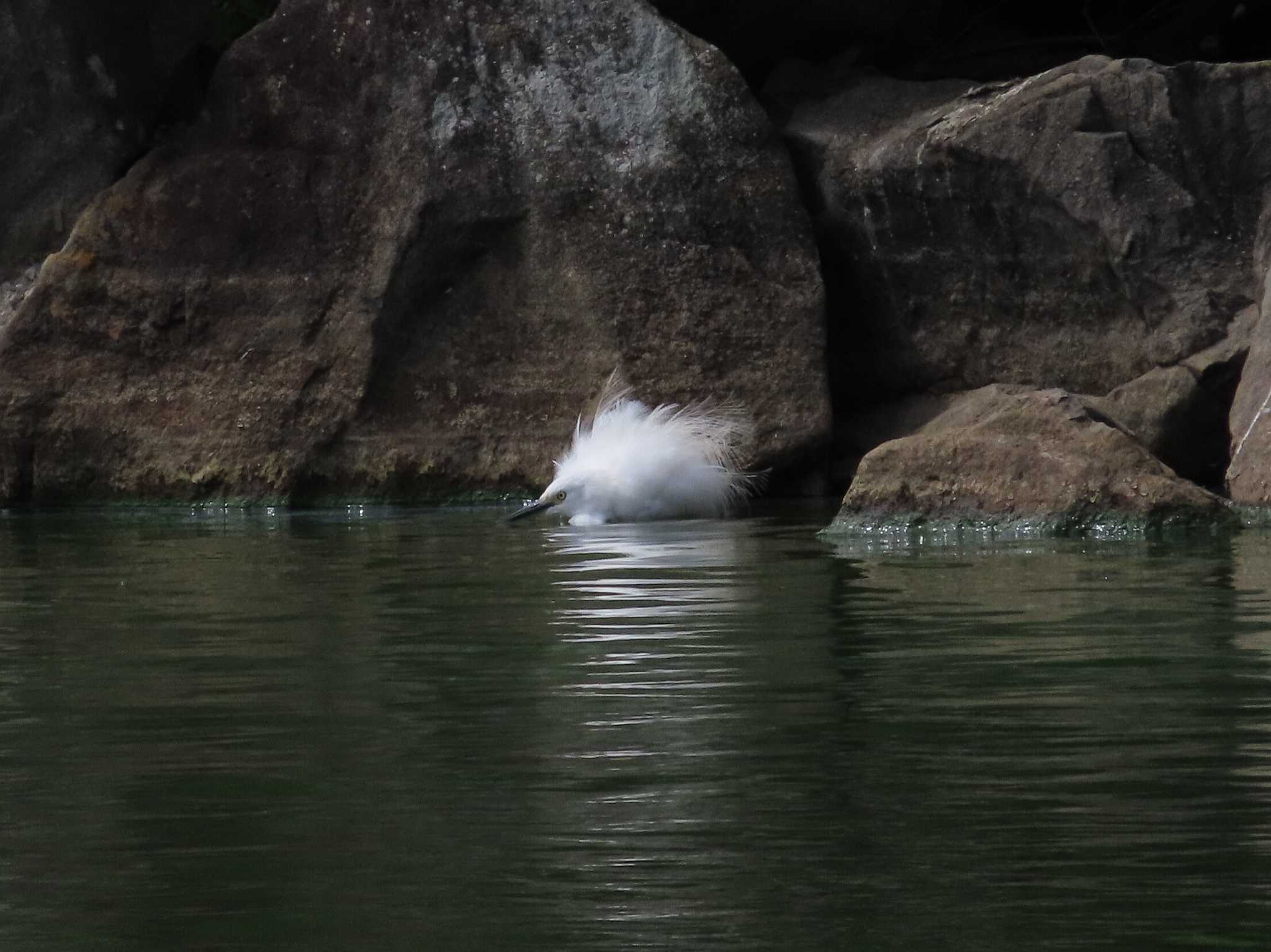 Photo of Little Egret at Oikeshinsui Park by kou