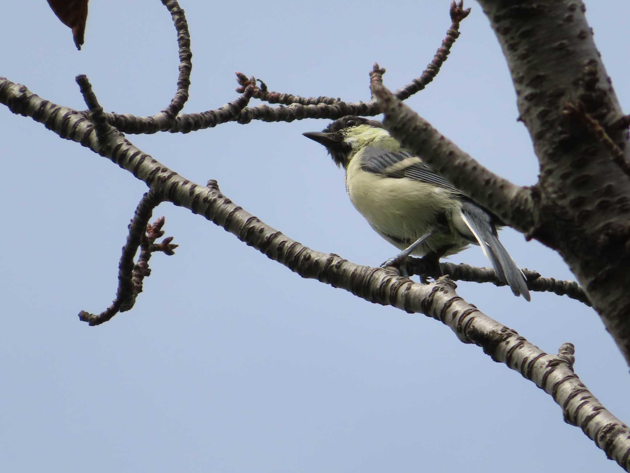 Japanese Tit