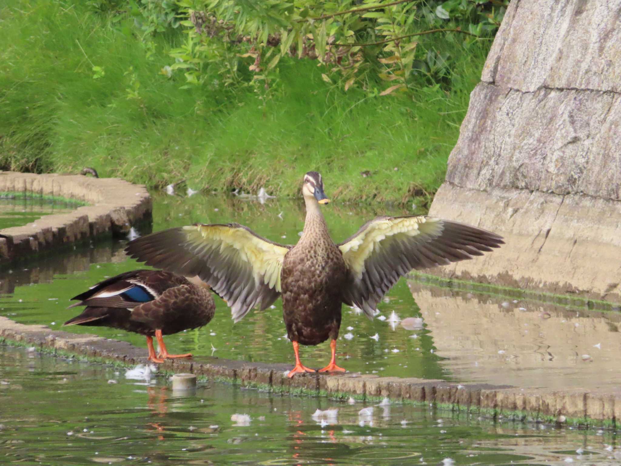 Photo of Eastern Spot-billed Duck at Oikeshinsui Park by kou