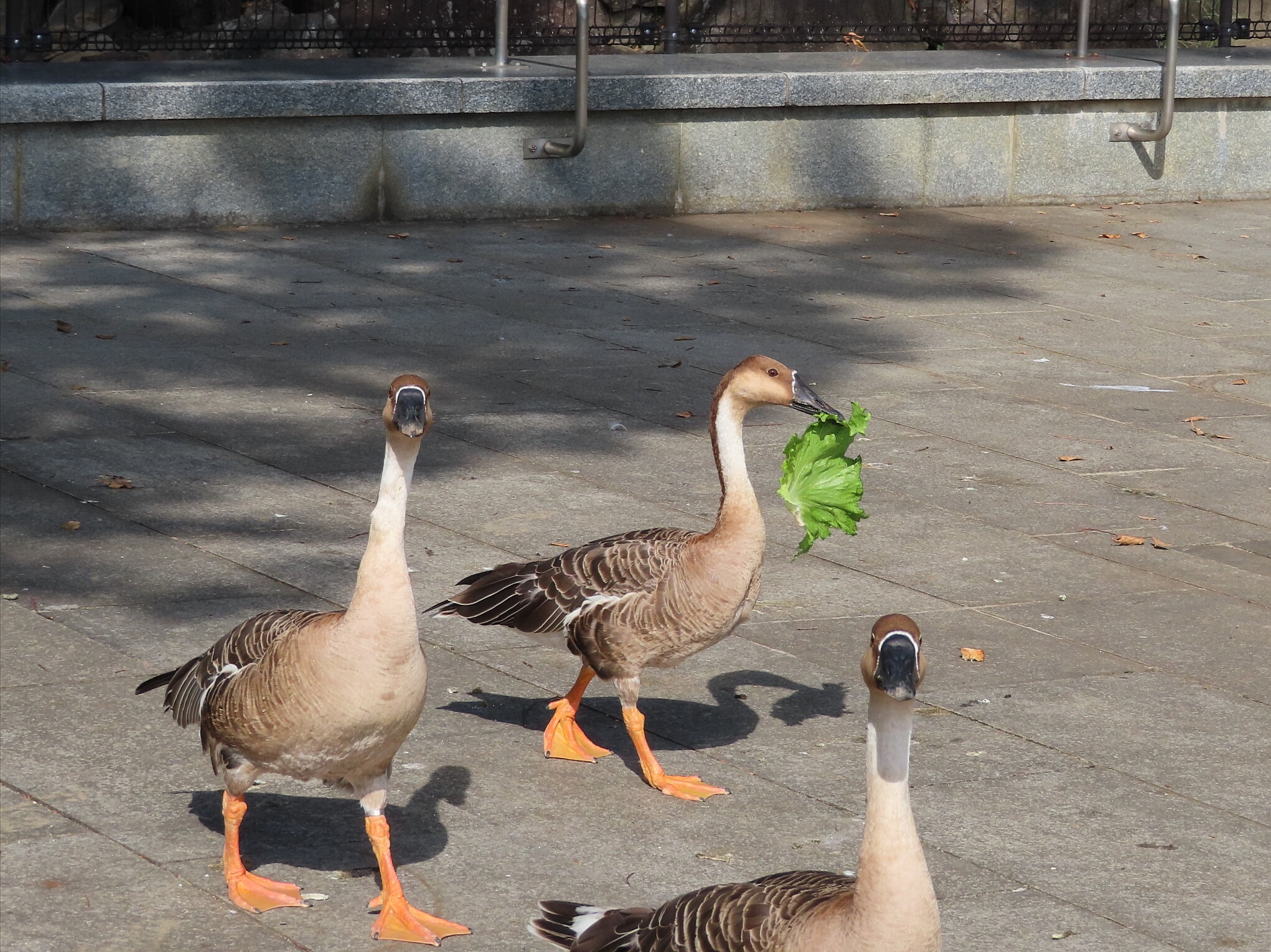 Photo of Swan Goose at Oikeshinsui Park by kou