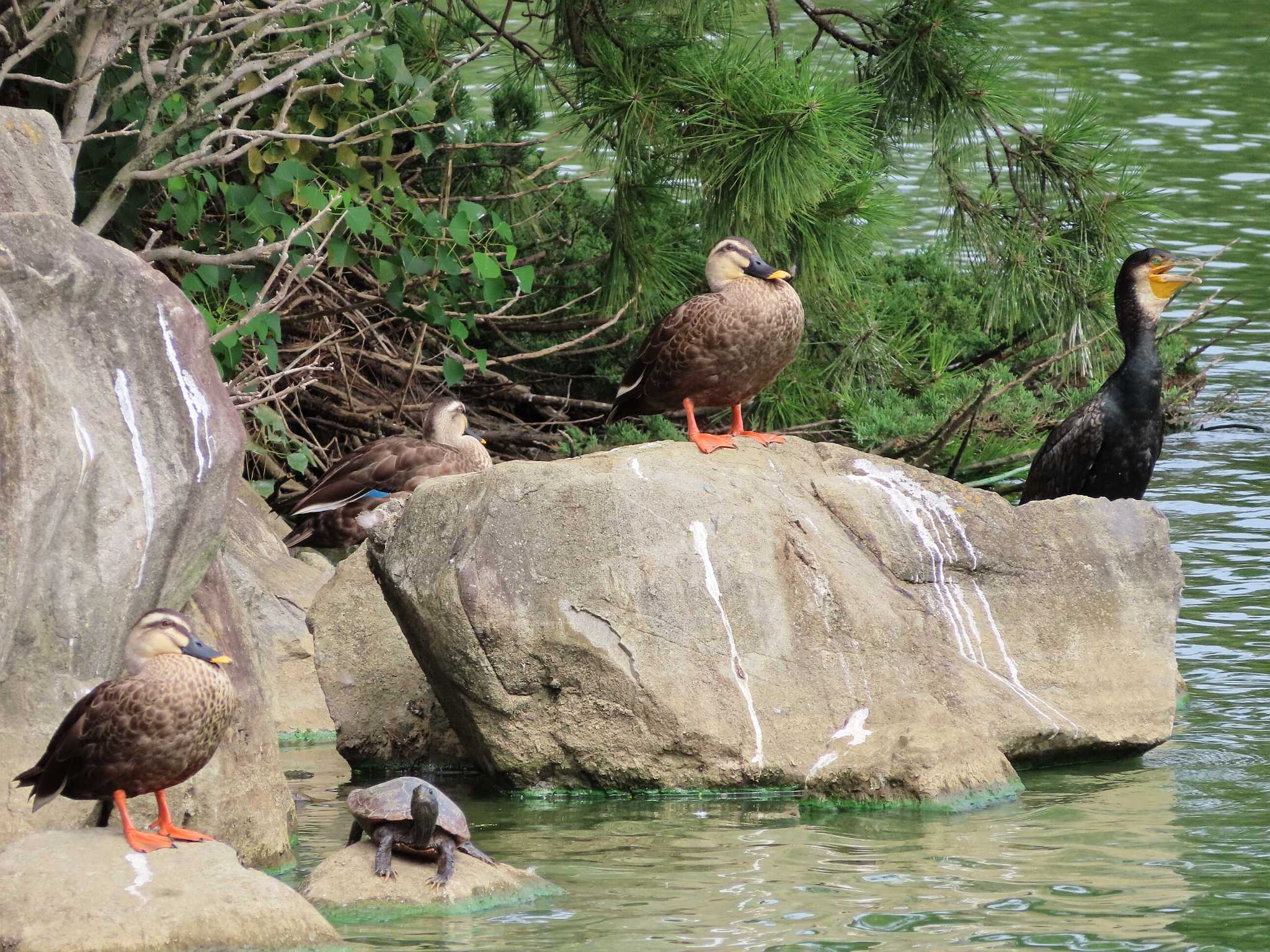 Eastern Spot-billed Duck