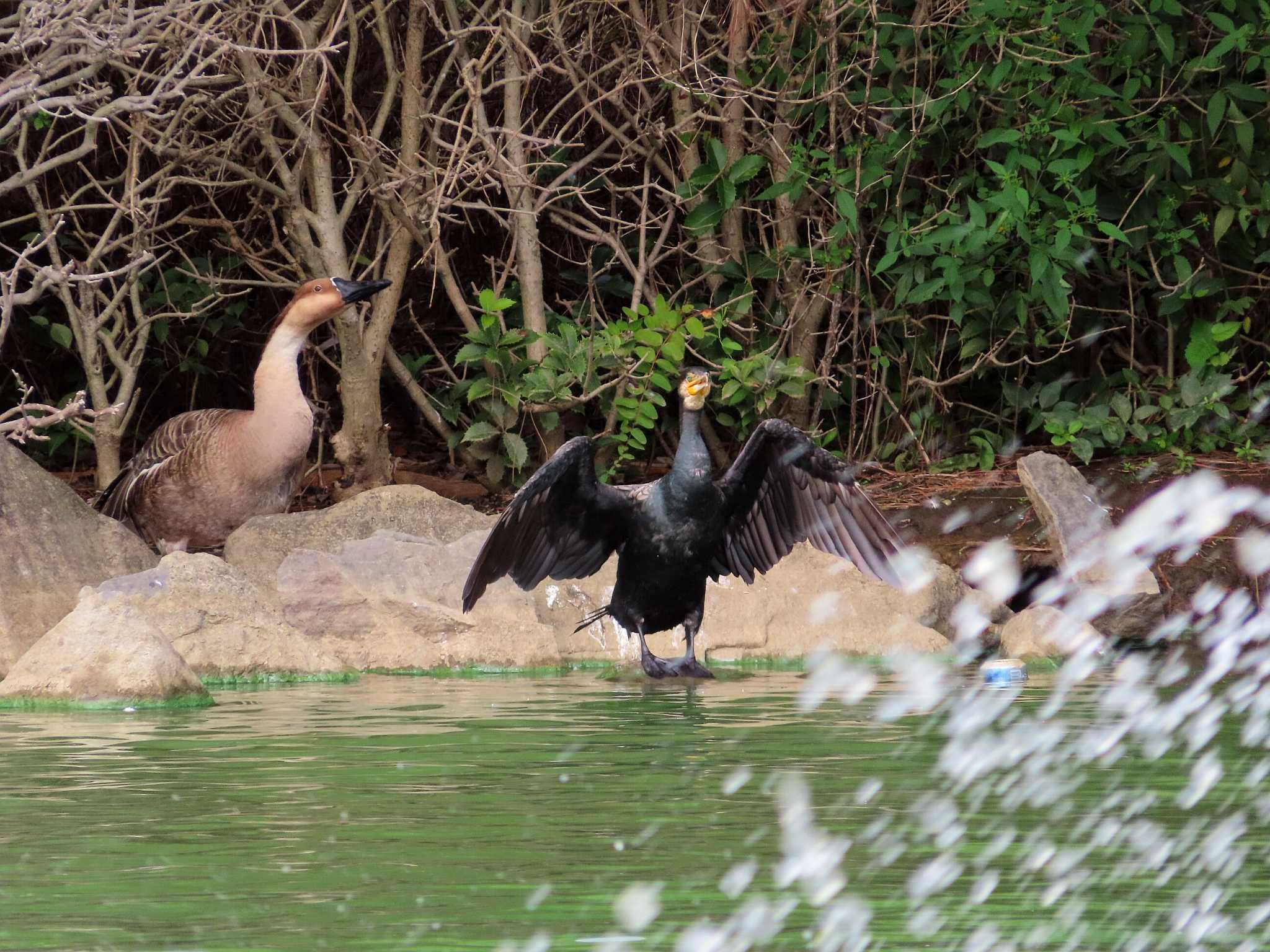 大池親水公園 カワウの写真 by kou