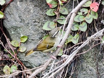 Japanese Leaf Warbler 名古屋 Sat, 9/14/2019